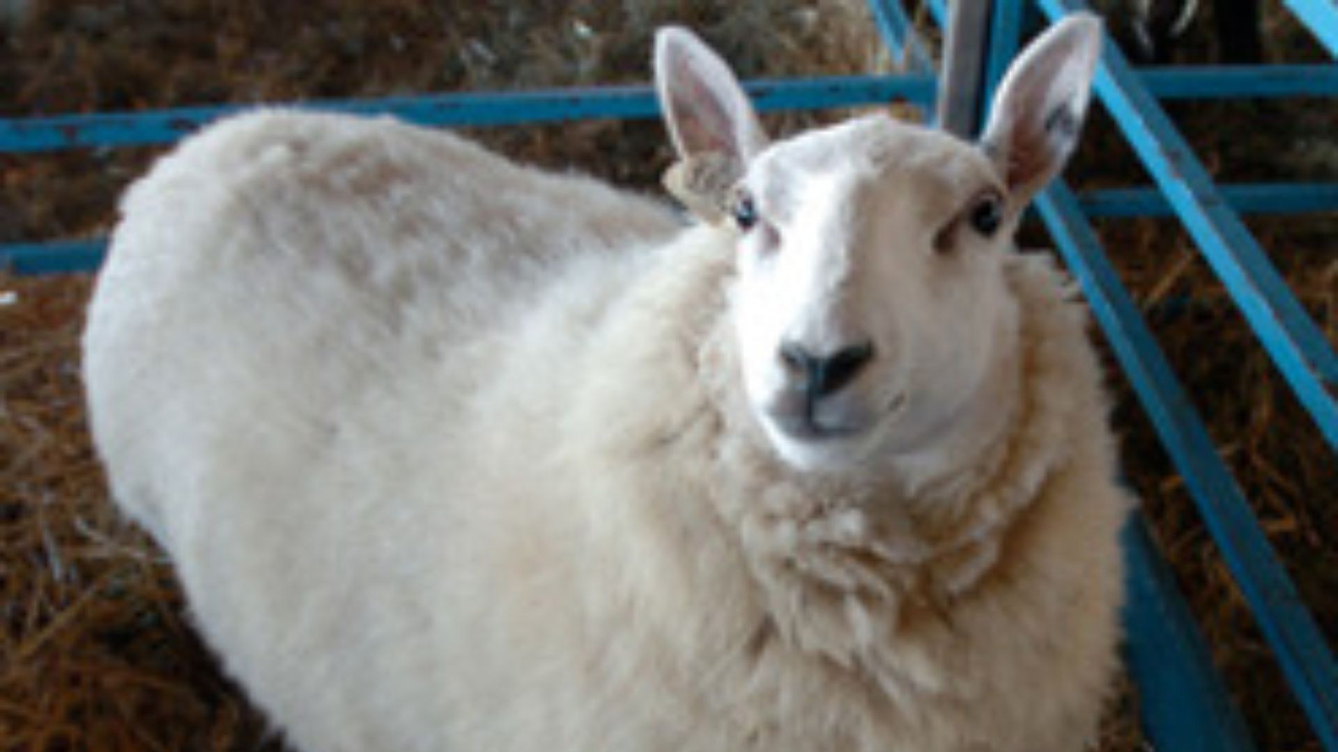 New York State Sheep and Wool Festival
