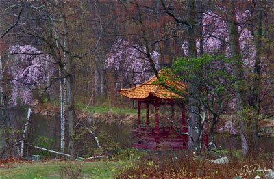 Spring-Blossoms-on-Trees-Monastery