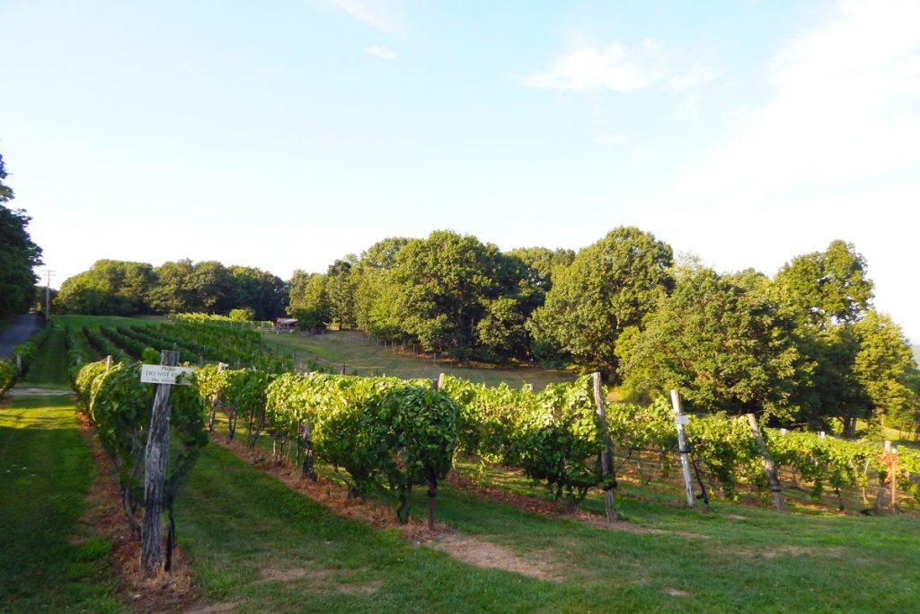 Outdoor shot of Benmarl Winery vineyard