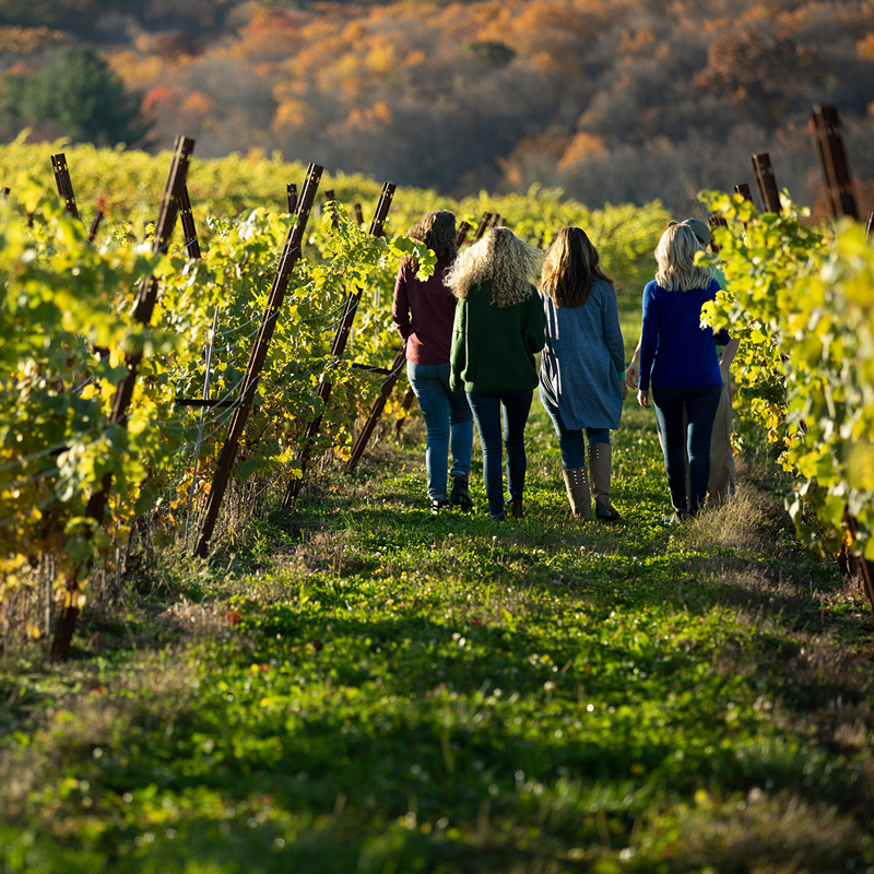 Four women walking through vineyard