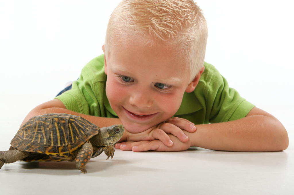 Boy looking at turtle