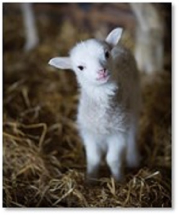 Baby sheep standing on a bed of hay.