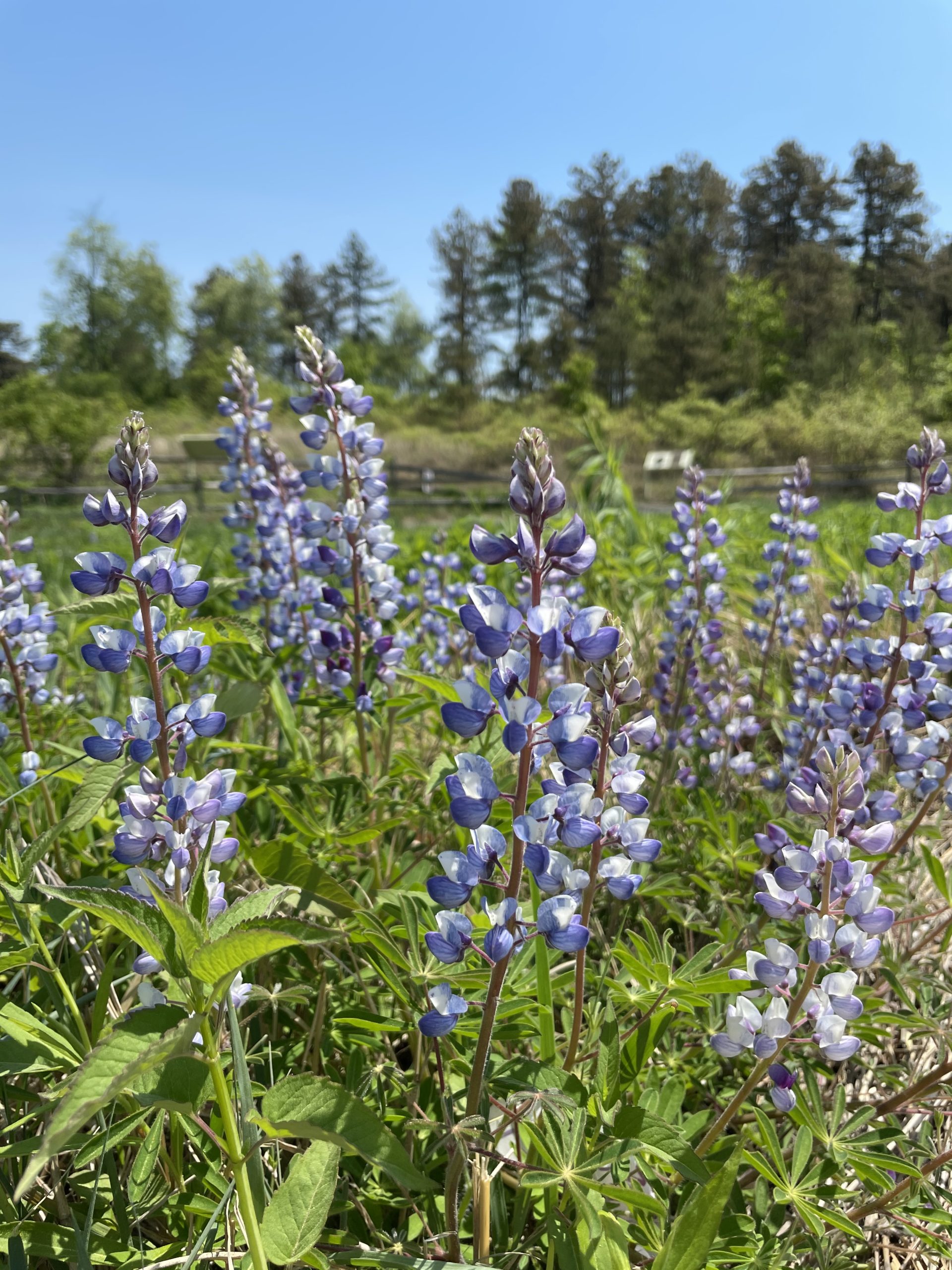 Blue lupine flowers in a field