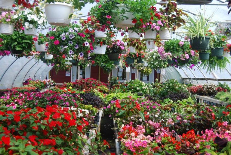 Indoor flower nursery at the Orchards of Concklin
