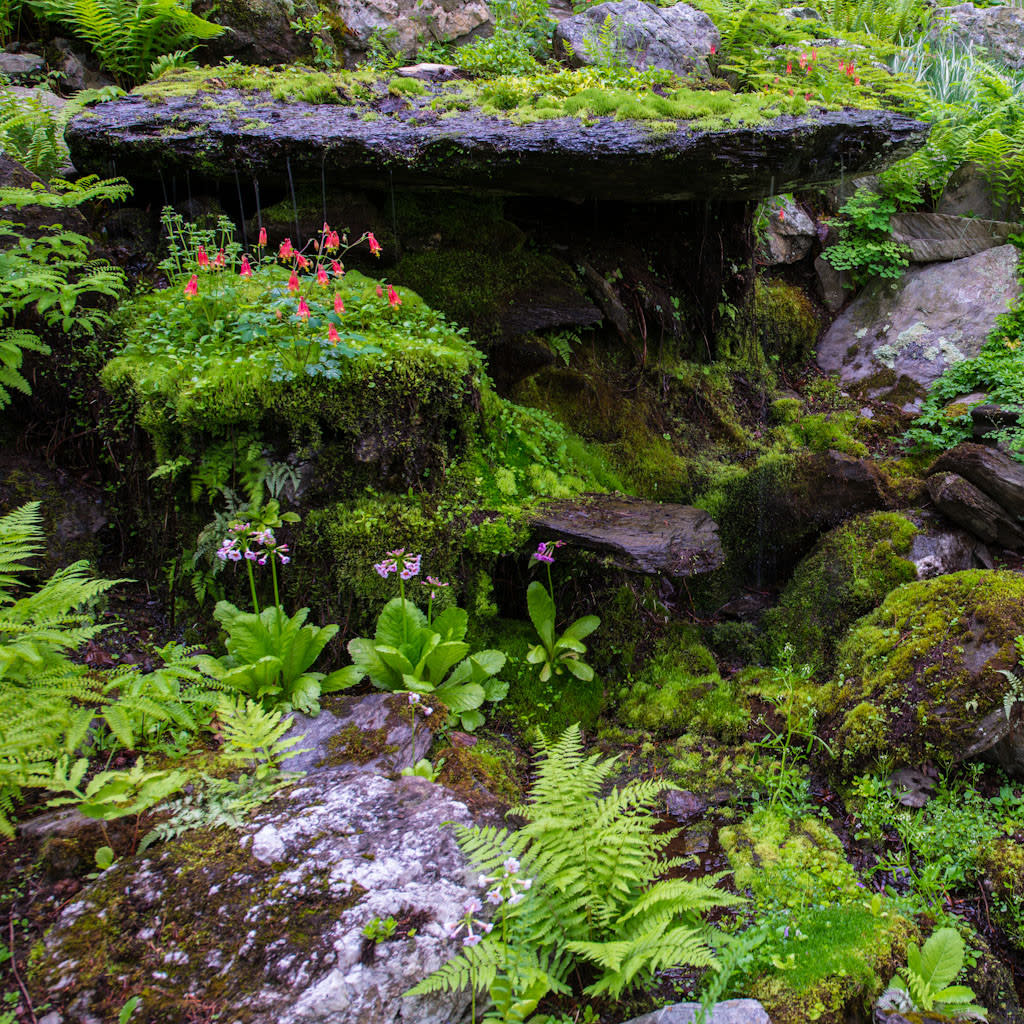 Columbine and Japanese Primroses blooming on the lip of a rock waterfall at Innisfree Garden, Millbrook