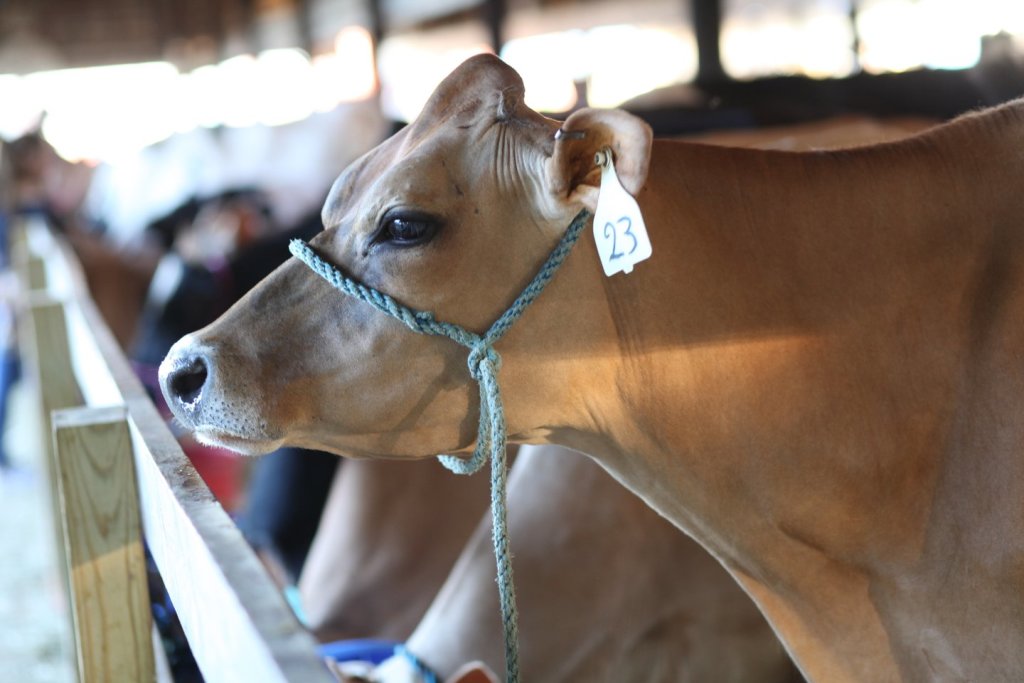 Side-view photo of a light-brown cow with a tag in its ear at the Dutchess County Fairgrounds in Rhinebeck.
