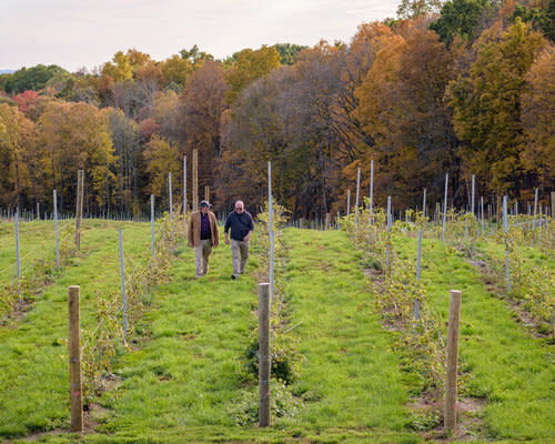 Two people walking through rows of grape vines at Milea Estate Vineyard in Staatsburg.