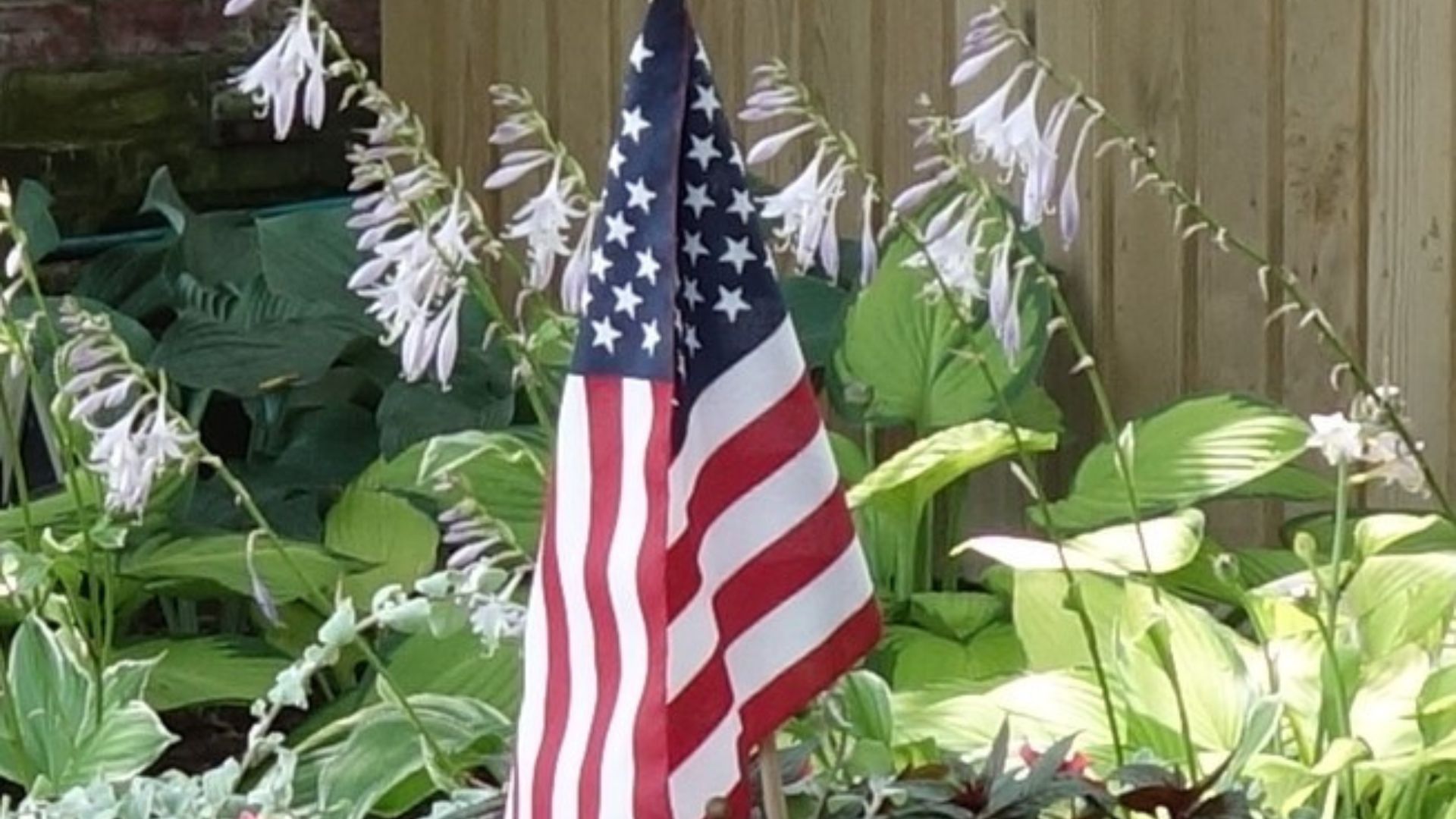 A small American flag on a stick stands in a flower pot with purple hosta flowers in the background.