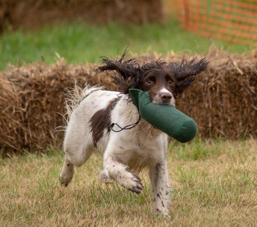 A shaggy white dog with brown spots and brown ears retrieves a toy in a grassy field.