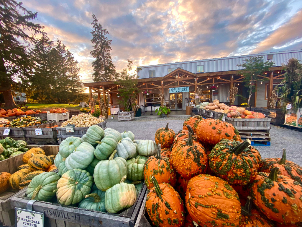 Crates of pumpkins and gourds of various sizes and colors are displayed in front of the Farm Market at Fishkill Farms as the sun sets behind the building and evergreen trees in the background.