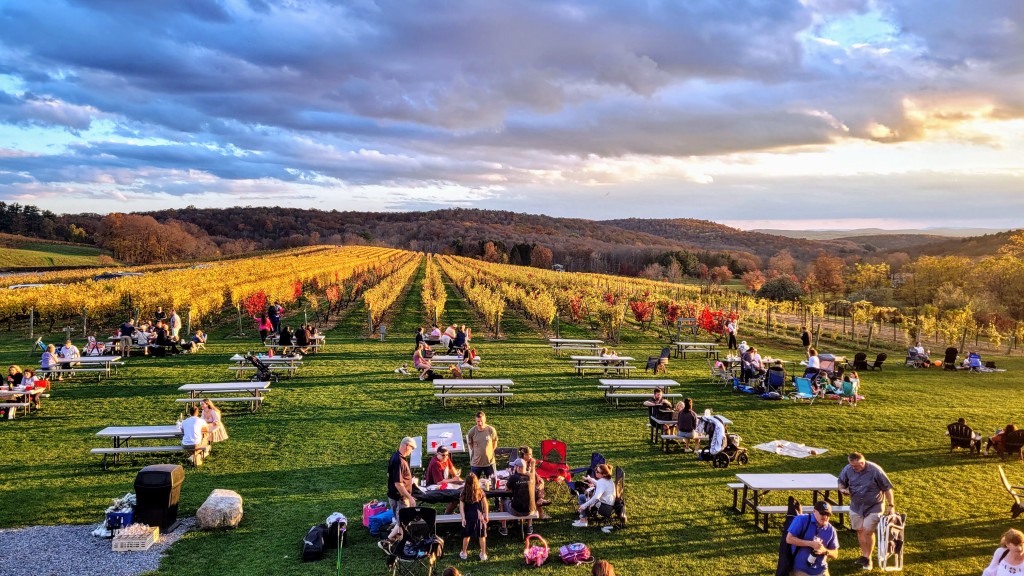 People sitting at rows of picnic tables on the grass in front of the rows of grape vines at Millbrook Vineyards and Winery in Millbrook.