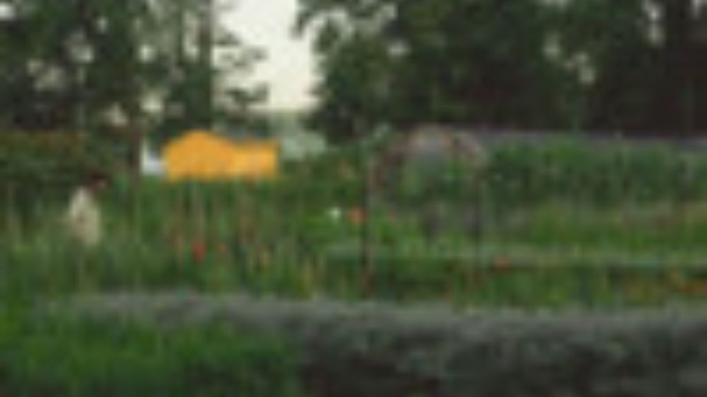 A distant view of a woman walking through the flower fields at Foxtrot Farm and Flowers in Stanfordville with a yellow shed and a greenhouse in the background.