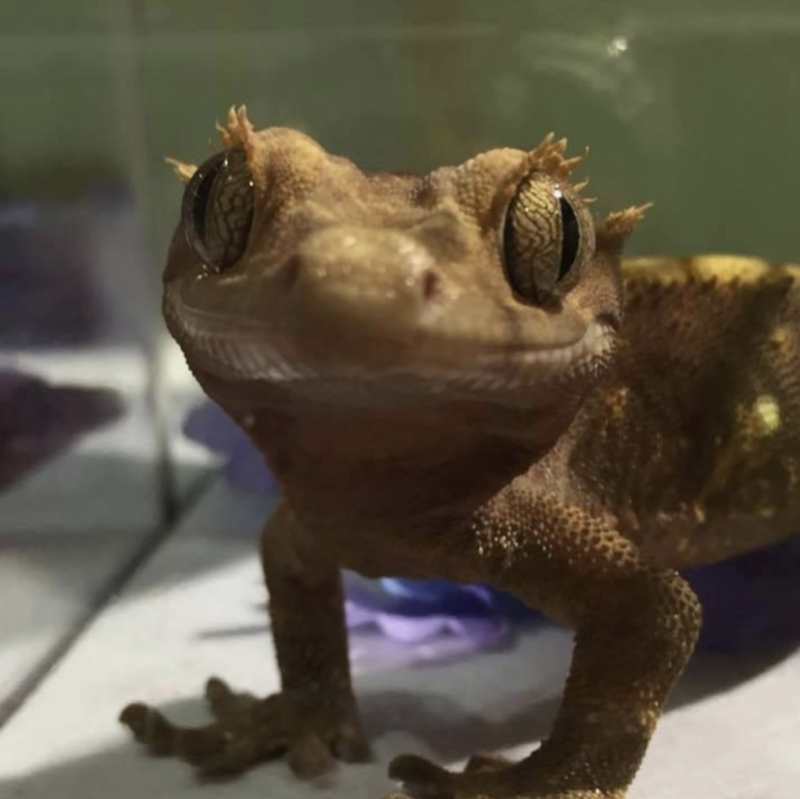 A close up photo of a tan colored lizard who appears to be smiling in anticipation of the Mid-Hudson Reptile Expo at the MJN Convention Center.