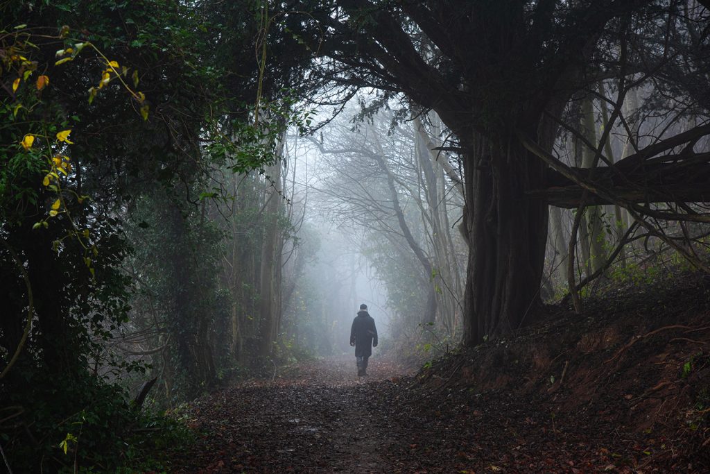 walk through misty forest