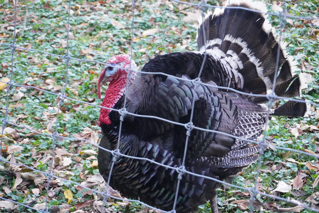 A turkey looks through a wire fence at the Trevor Zoo at the Millbrook School in Millbrook.