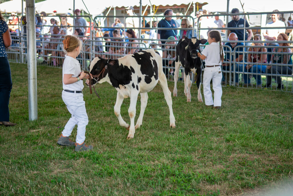 Greene County Youth Fair Girls in ring with cows