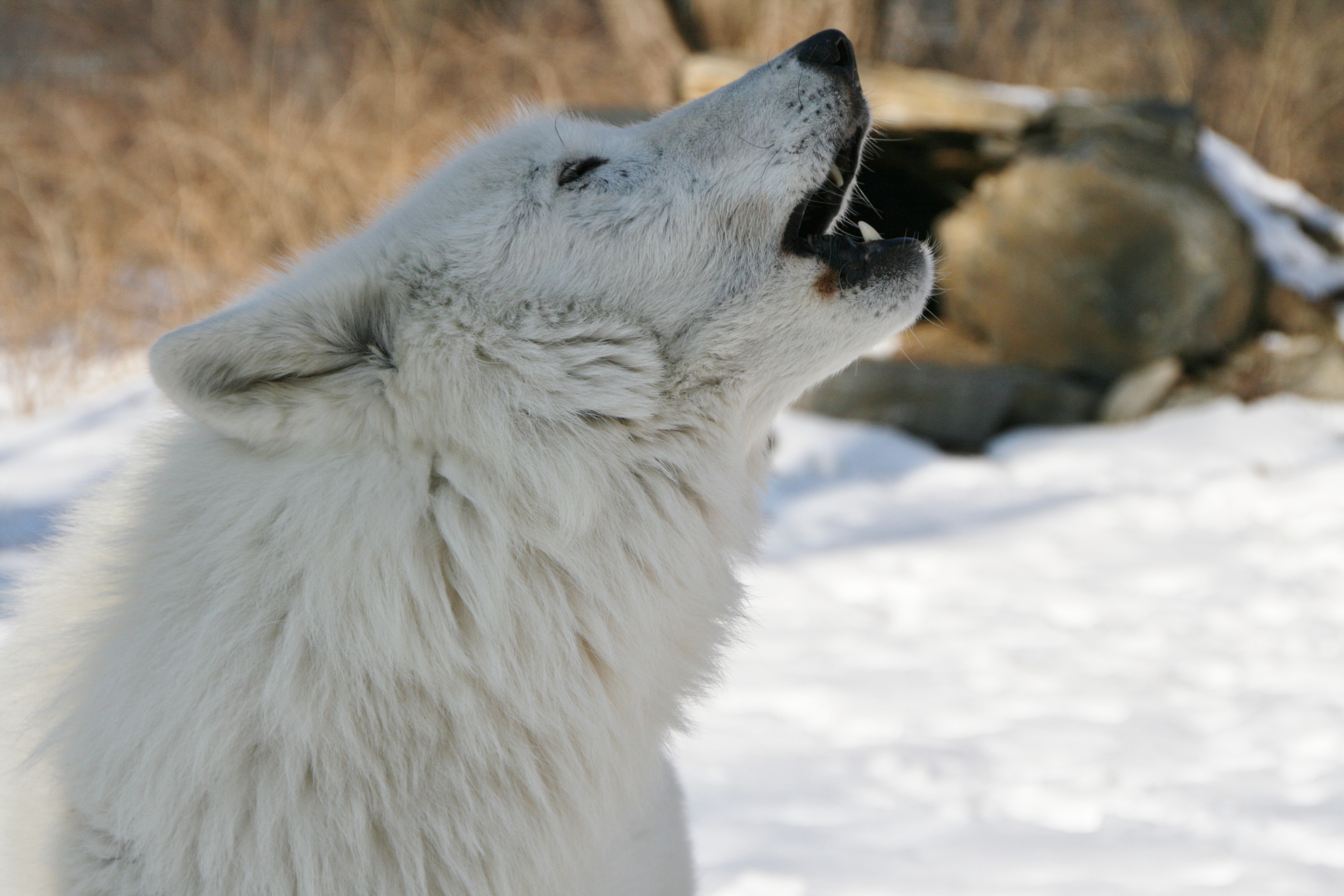A white wolf standing on snow lifts its head to howl.