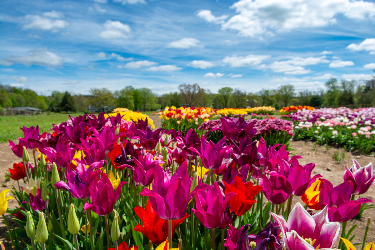 Spring Fling Flower Walk at Meadowbrook Farm