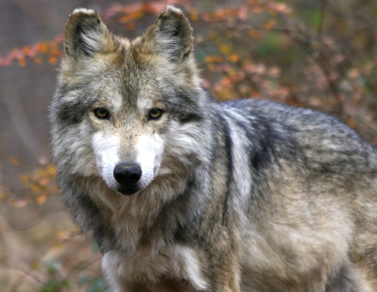 A wolf stands among the leaves at Wolf Conservation Center.