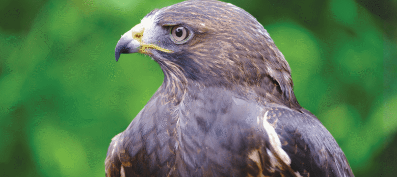 Birds of Prey Day at Green Chimneys Farm