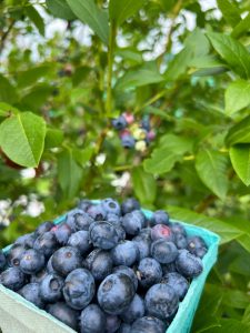 Blueberries at Fishkill Farms in Hopewell Junction