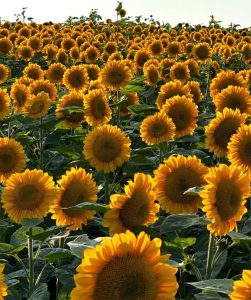 Sunflowers at Barton Orchards in Poughquag