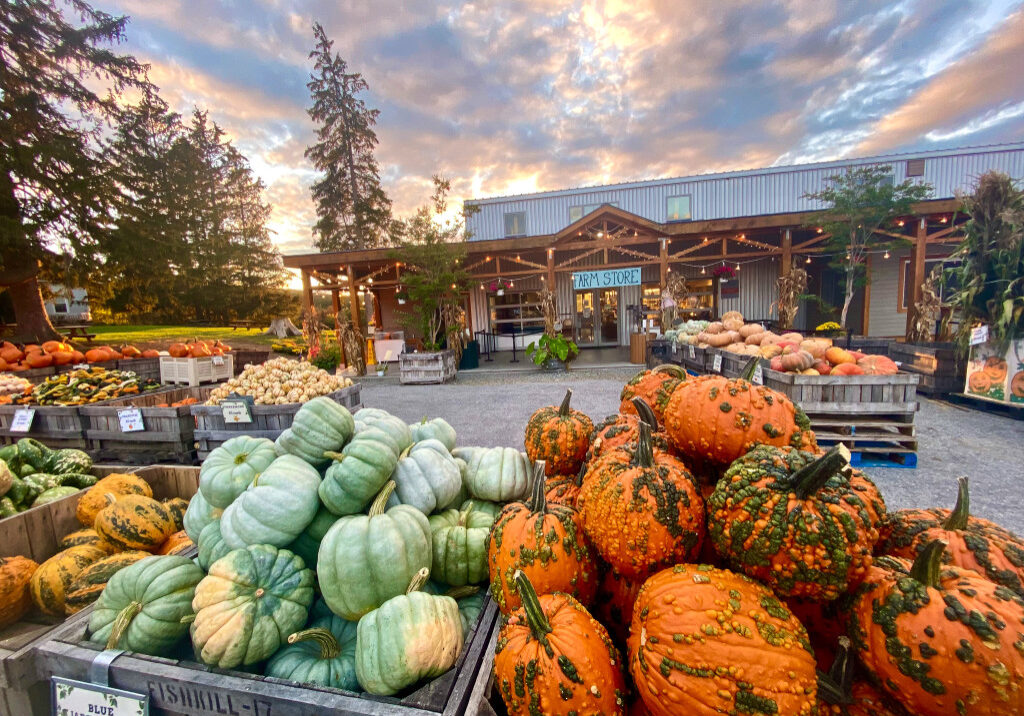 Crates of pumpkins and gourds of various sizes and colors are displayed in front of the Farm Market at Fishkill Farms as the sun sets behind the building and evergreen trees in the background.
