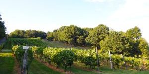 Outdoor shot of Benmarl Winery vineyard