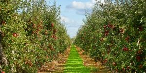 Apple orchard